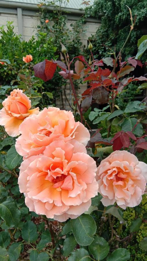 Waikuku Rose & Stream Retreat 아파트 외부 사진